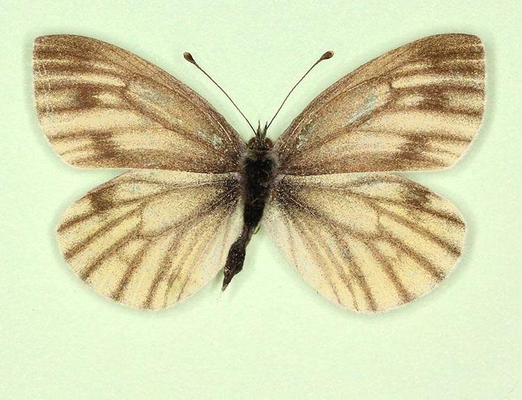 Pieris napi (aberrant form extreme emiobscurata) (Internet Image property of respective owner, non-commercial use only)